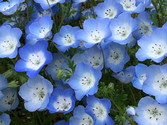 646D018E-B6A2-434B-B99B-69B32BF3289E.jpeg