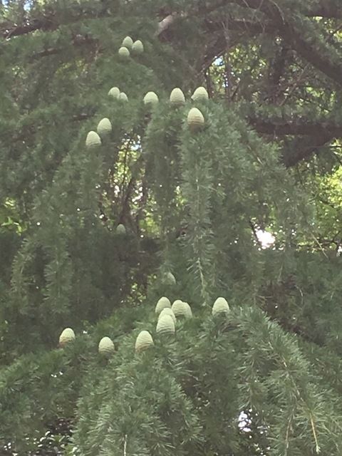 70807503-BC28-4421-8CAA-AE855201F7E2.jpeg