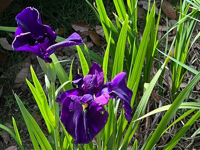 IMG_2472.jpeg