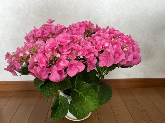 IMG_2477.jpeg