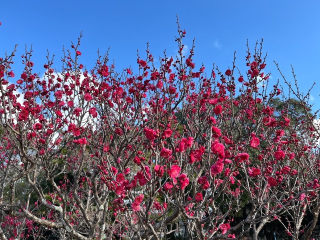 IMG_3550.jpeg