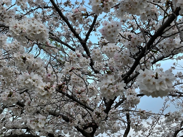 IMG_3931.jpeg