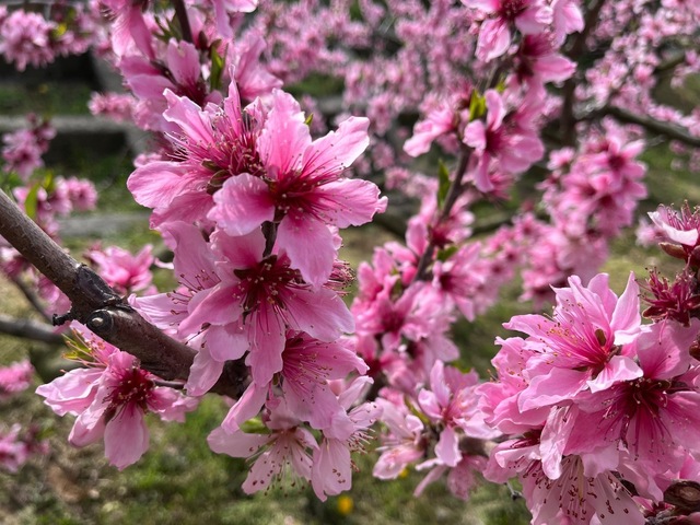 IMG_5282.jpeg